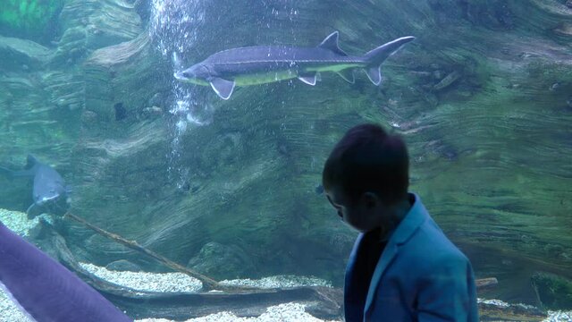 Boy in a jacket looks at fish