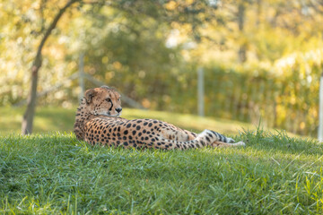Fototapeta na wymiar cheetah resting in the grass