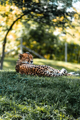 cheetah resting in the grass
