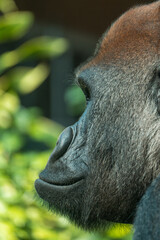 Gorilla face side profile