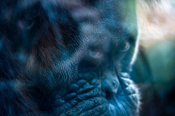 portrait of an orangutan © Lance