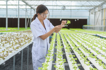 Scientist working in hydroponic greenhouse farm, clean food and food science concept