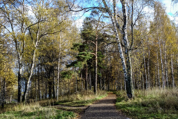 Fototapeta premium fall in the forest