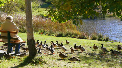 Rentnerin genie&szlig;t einen sch&ouml;nen Herbsttag und die F&uuml;tterung von Enten