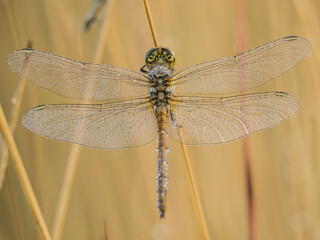 Libelle ruht an Gräserhalm