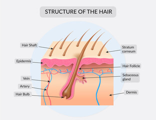 Structure of the hair
