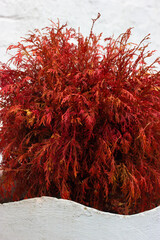 Red branches of thuja, tuja biota Morgan orientalis on white background vertical photo. Popular...