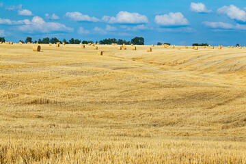 A haystack left in a field after harvesting grain crops. Harvesting straw for animal feed. End of harvest season. Round bales of hay are scattered across the farmer's field.