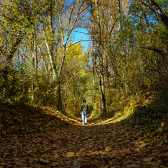 Man walking in the woods on a carpet of fallen leaves in autumn.