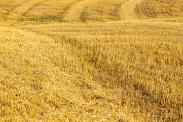 Fototapeta premium Agricultural fields of yellow harvested wheat. Aerial drone view. Beautiful summer landscape.