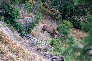 a red deer yearling, cervus elaphus, is peeling his antlers on a young spruce in autumn