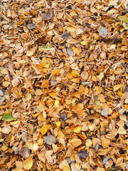 Texture of fallen autumn leaves on the ground