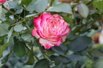 pink rose in garden