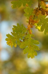 Autumn colors of tree leaves for autumn background