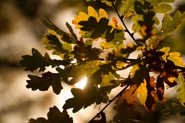 Autumn colors of tree leaves for autumn background