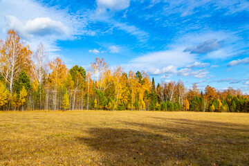 Fototapeta premium beautiful autumn forest on a sunny day, forest landscape with blue sky,