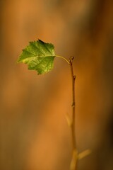 Autumn colors of tree leaves for autumn background