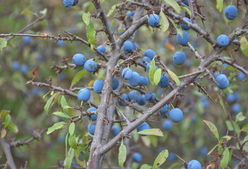 Blackthorn Prunus spinosa with ripe fruit in late summer. Rosaceae family shrub, known for the...