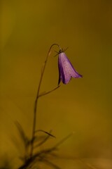 Bell flower on autumn meadow background
