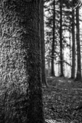 path in the woods