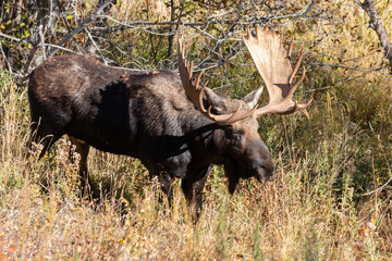 Naklejka na ściany i meble Bull Shiras Moose in Autumn in Wyoming