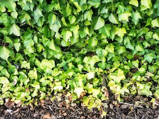 ivy wall in green colour