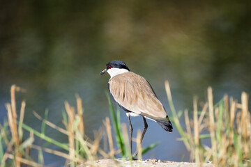 Spur-winged lapwing bird in an early autumn morning at Agamon Hula, Israel.	