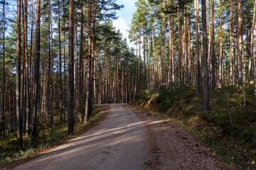 Obraz premium A road in the woods between pines.