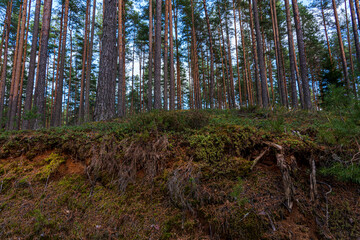 Tree roots and pine trunks in the forest