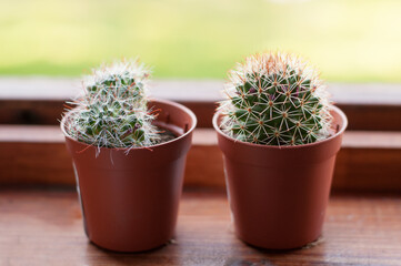 Two small prickly cacti in brown pots on a wooden windowsill with a blurry background