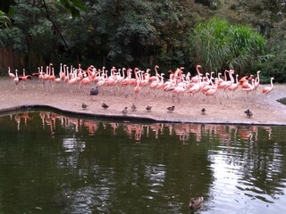 Obraz premium flamingo in the lake