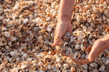 Colorful shells in the hands of a child, soiled in the sand against the background of a shell beach in the setting sun