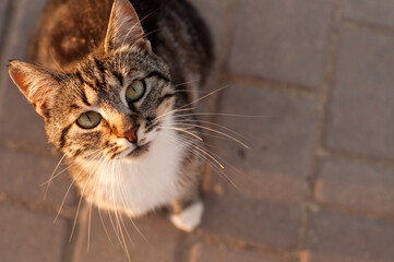A cat with a striped coloring and a white breast looks up sitting on a street tile in the setting sun with a place for text