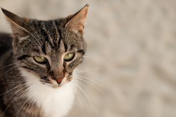 A cat with a striped coloring and a white breast stares intently ahead on a light background with a...
