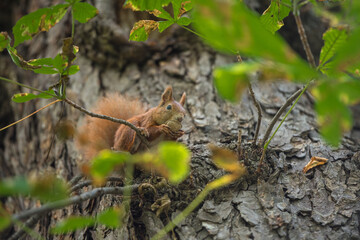 squirrel on a tree