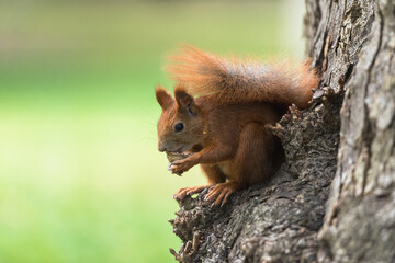 squirrel on a tree