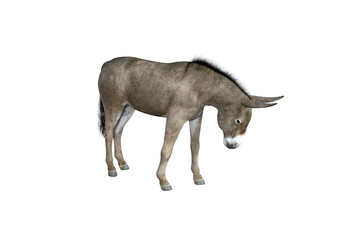 Photo-realistic illustration of the donkey with different poses and angles. 3D rendering illustration.