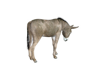 Photo-realistic illustration of the donkey with different poses and angles. 3D rendering illustration.