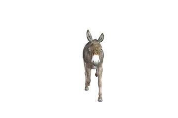Photo-realistic illustration of the donkey with different poses and angles. 3D rendering illustration.