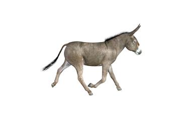 Photo-realistic illustration of the donkey with different poses and angles. 3D rendering illustration.