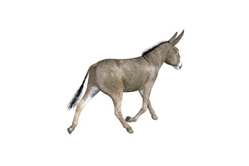 Photo-realistic illustration of the donkey with different poses and angles. 3D rendering illustration.