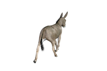 Fototapeta premium Photo-realistic illustration of the donkey with different poses and angles. 3D rendering illustration.