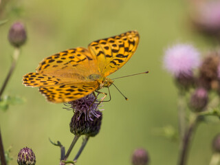Obraz premium Perlmutfalter auf Büte sitzend
