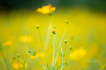 Sulfur Cosmos or Yellow Cosmos flower blooming in the field. Plant with colorful petals and green leaves on natural blurred background, selective soft focus