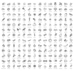 Fototapeta na wymiar Big vector collection. Vegetables and fruit thin line icon set. Ingredients