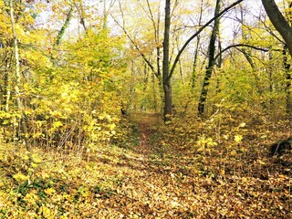 jesień, drzewa, liście, park