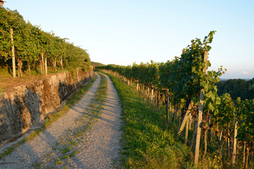 Fototapeta na wymiar chemin au milieu des vignes au coucher de soleil