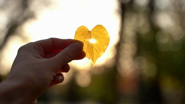 Yellow heart shaped leaf in a hand with sun shining through it