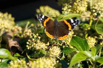 Red admiral butterfly (Vanessa Atalanta) with open wings perched on hedge (hedera helix) in Zurich, Switzerland