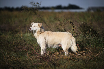 Fototapeta premium Little white dog mongrel girl walks in fresh air among yellow green tall grass. Mixed breed dog with funny face and protruding ears. Pet stands and looks attentively into the distance.